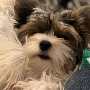 Meet your Posher, Lissbeth